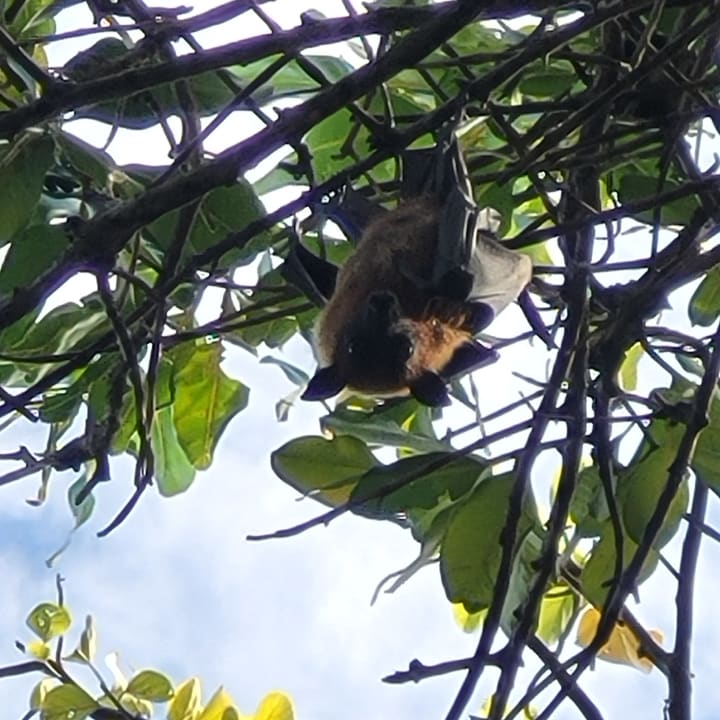 Sonstiges Adaaran Select Meedhupparu Island Resort - Premium All Inclusive