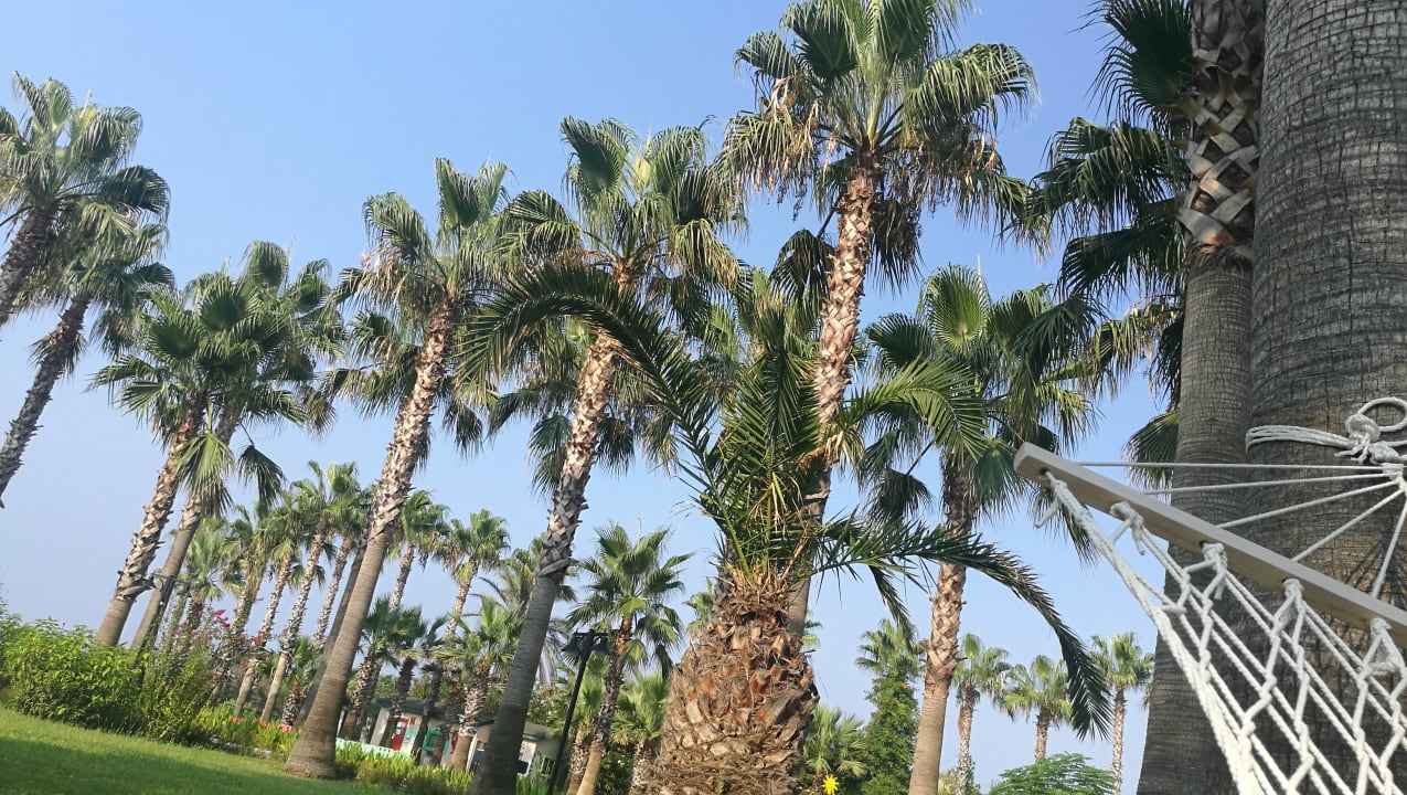 Außenansicht Royal Atlantis Beach Hotel