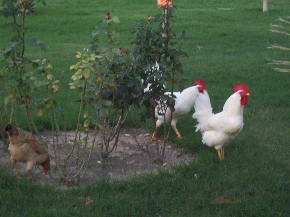 Hühner Hotel Sultan of Side