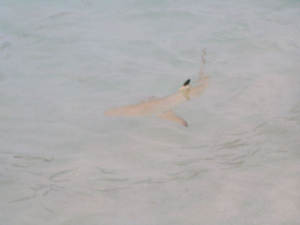 Schwarzspitzenriffhai auf der Jagd Summer Island Maldives