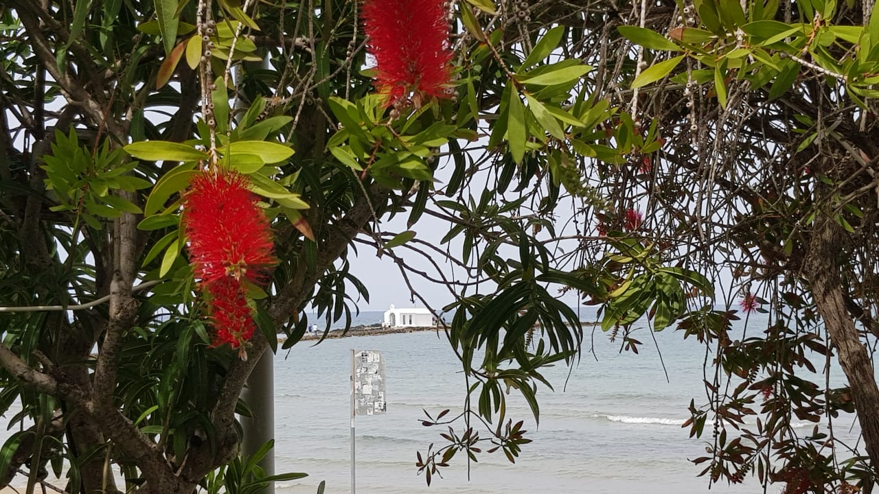 Gartenanlage Corissia Beach Hotel