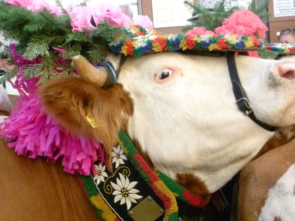 Almabtrieb ganz nah! Haus Sonneck