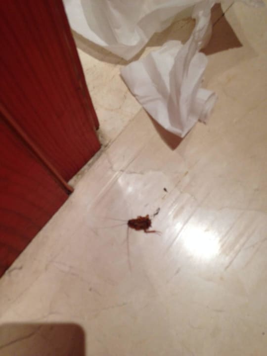 Kakerlake SBH Costa Calma Beach Resort