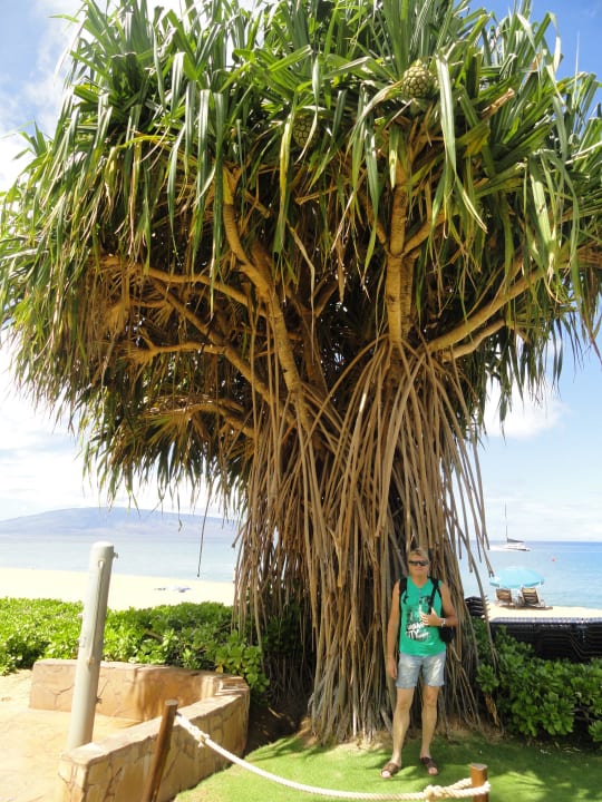 Palme auf dem Weg zum Strand Kaanapali Beach Hotel