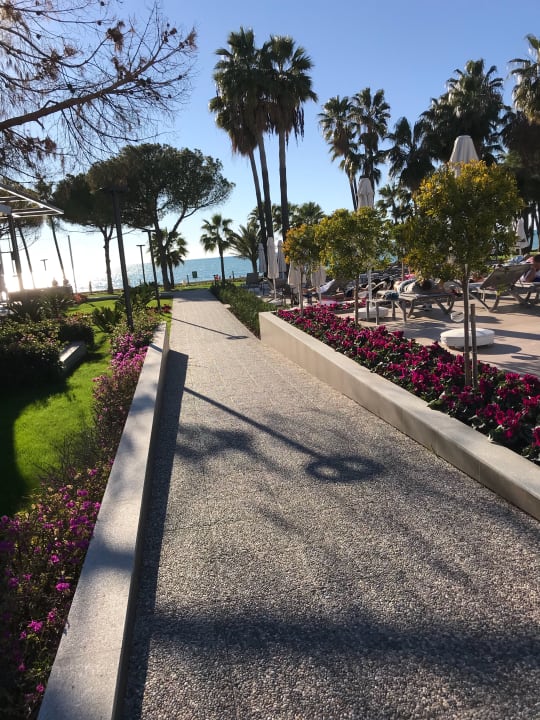 Toller Blick Acanthus Cennet Barut Collection