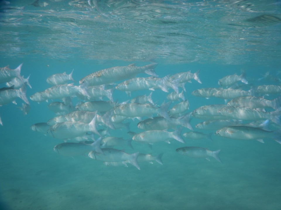 Sport & Freizeit Steigenberger Coraya Beach - Adults only