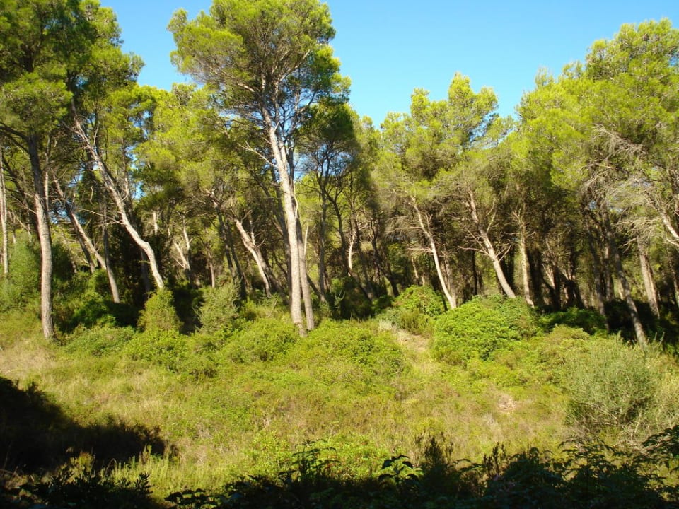 Balkonausblick vom Appartement Es Bauló Petit Hotel
