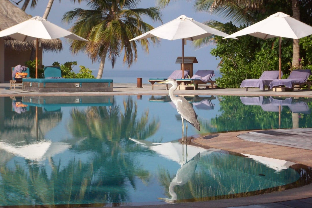 Wunderschöne Poolanlage Veligandu Maldives Resort Island