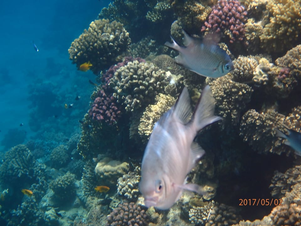 Strand Shams Alam Beach Resort