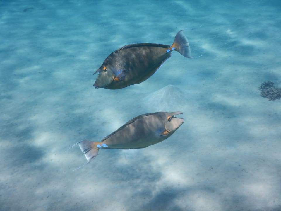 Sport & Freizeit Grand Makadi