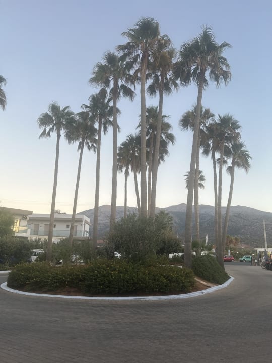 Gartenanlage allsun Hotel Carolina Mare