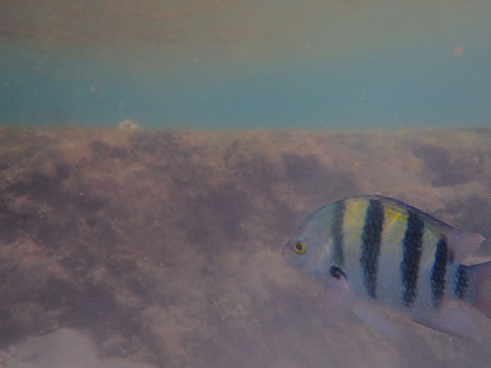 Sport & Freizeit Pickalbatros Citadel Resort