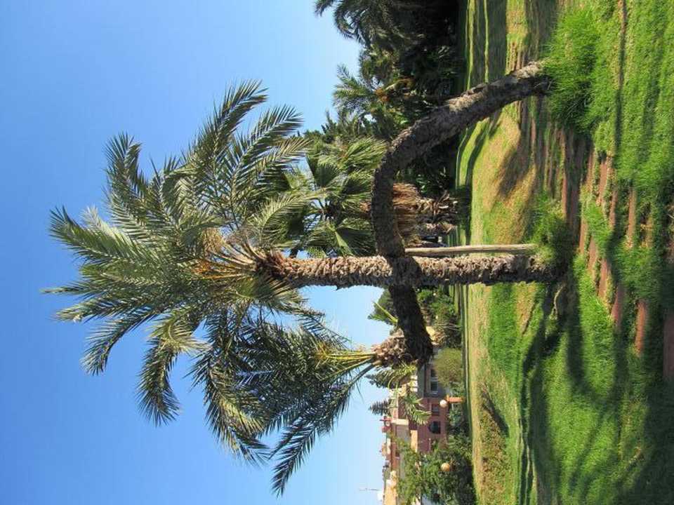 Palmy w ogrodzie Zaki Suites Hotel & Spa