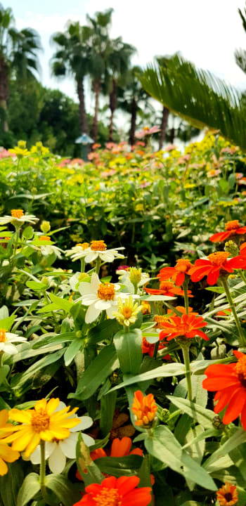 Gartenanlage Arum Barut Collection