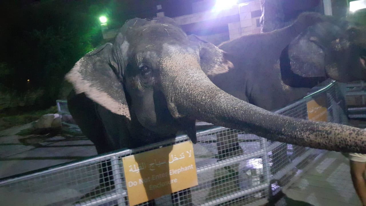 Elephant Feeding Area Hotel Emirates Park Resort