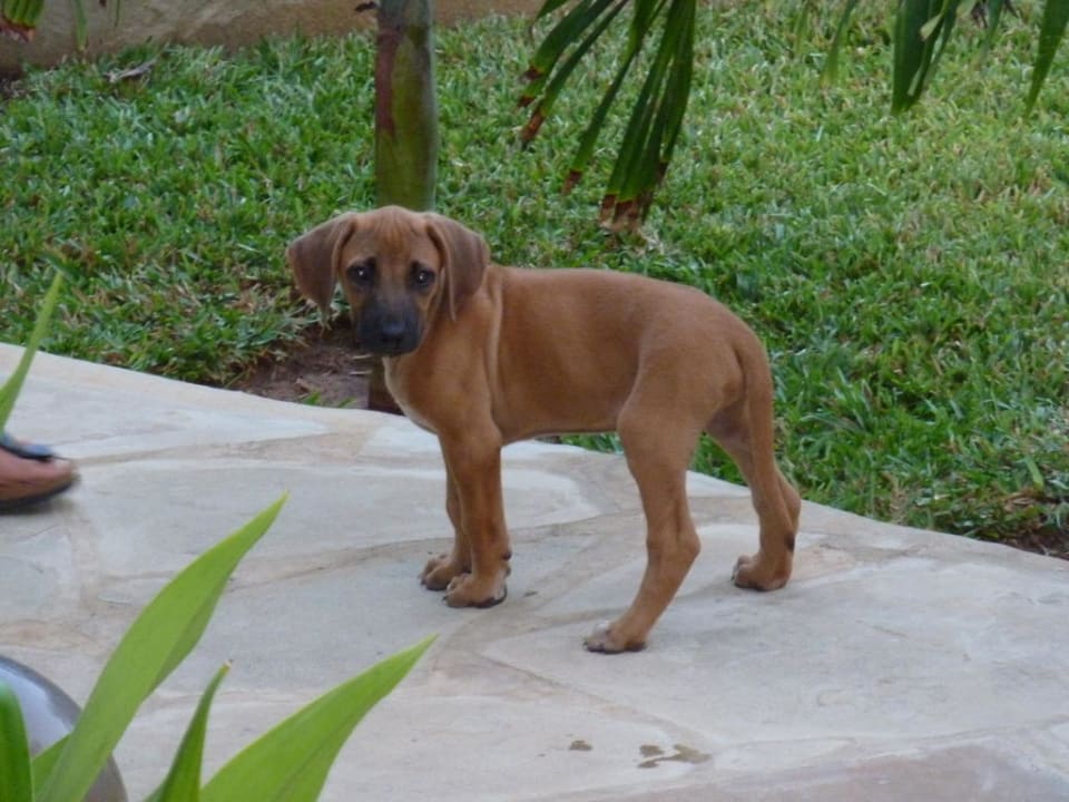 Zukünftiger Wachhund Hotel Karibuni Rafiki Beach Resort