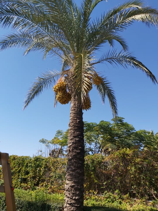 Gartenanlage Crystal Family Comfort Collection