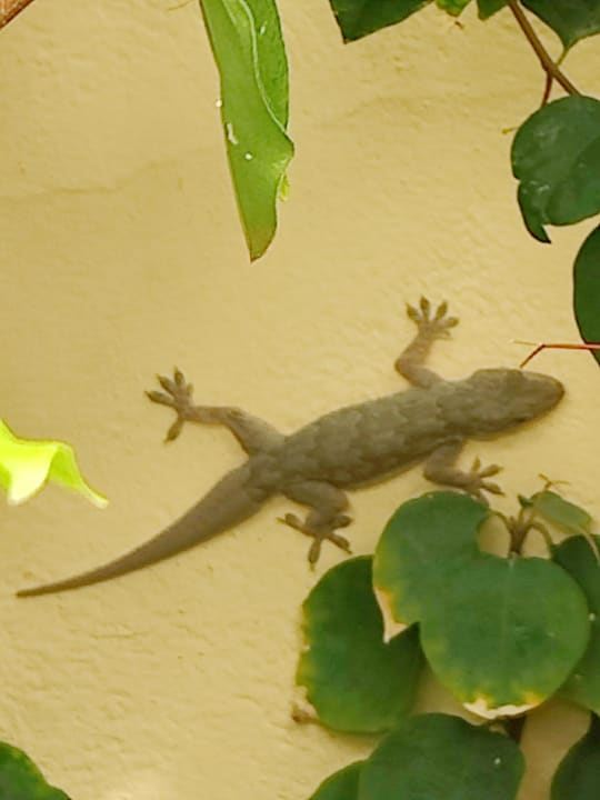 Sonstiges Steigenberger Coraya Beach - Adults only