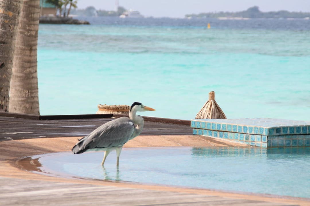 Kranich am Pool Veligandu Maldives Resort Island