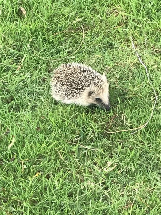 Gartenanlage ROBINSON QUINTA DA RIA