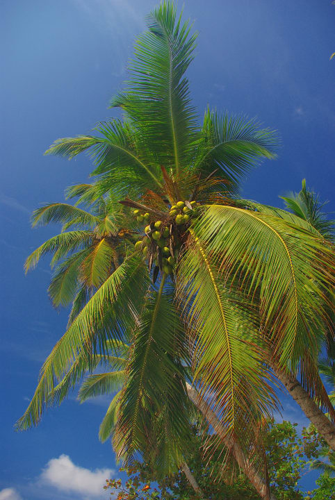 Palm Paradise Cabanas Palm Paradise Cabanas