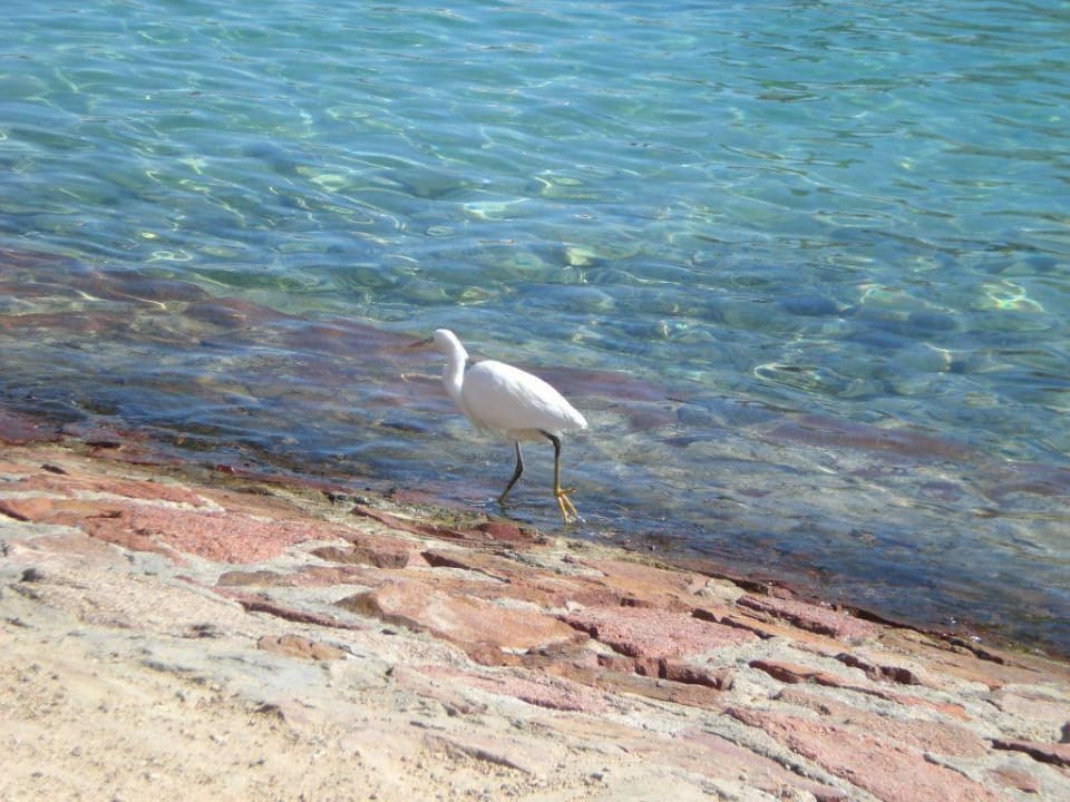 Gast Arabia Azur Resort
