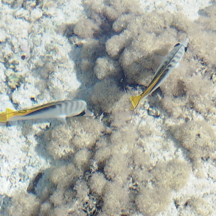 Strand Radisson Blu Resort, El Quseir