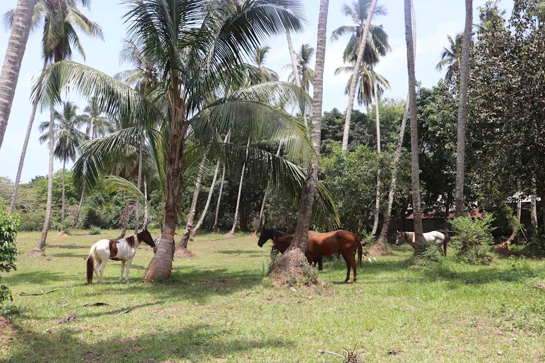 Sonstiges Sea Cliff Resort & Spa