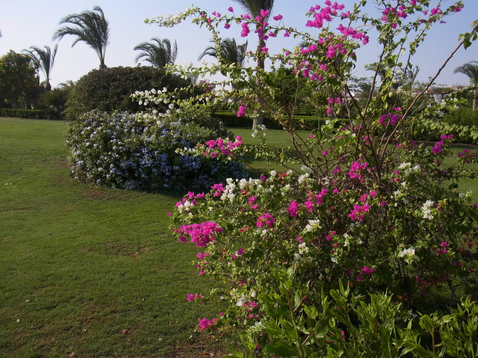 Sehr schöne Gartenanlage Fantazia Resort Marsa Alam