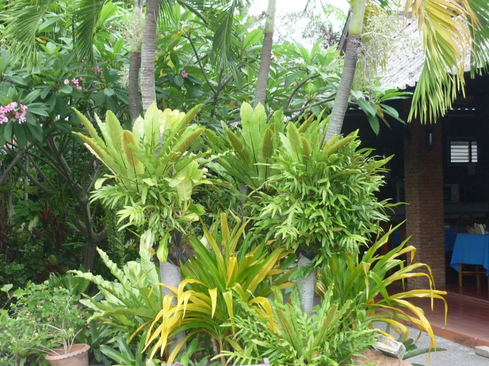 Dschungelgarten Hotel The Cottage