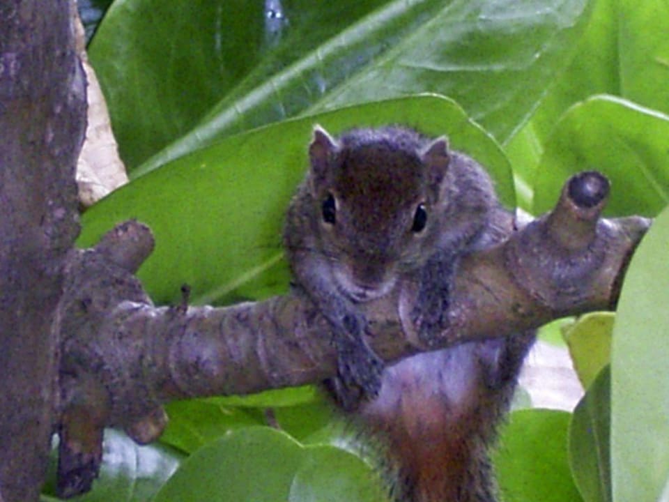 Streifenhörnchen Thaala Bentota