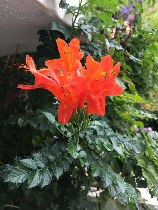 Gartenanlage Hapimag Sea Garden Resort