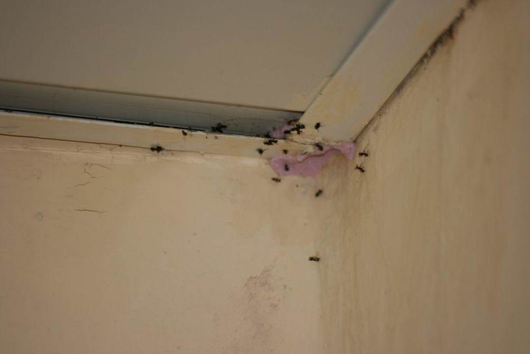 Ameisenplage Hotel Mari