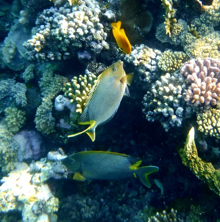 Sport & Freizeit Shams Alam Beach Resort