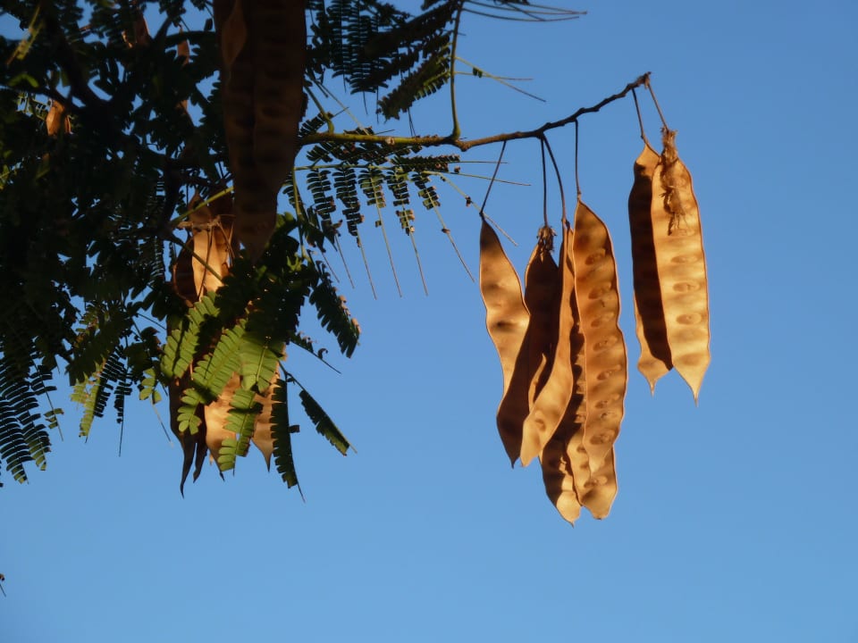 Reife Früchte Labranda Alantur Resort