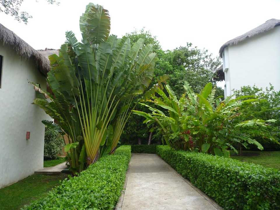 Wege zu den einzelnen Wohnhäusern Sandos Caracol Eco Resort