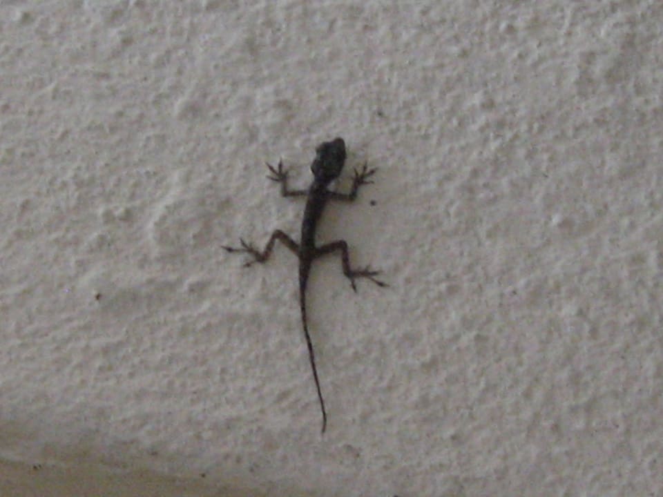 Strand Villas Bavaro Resort & Spa