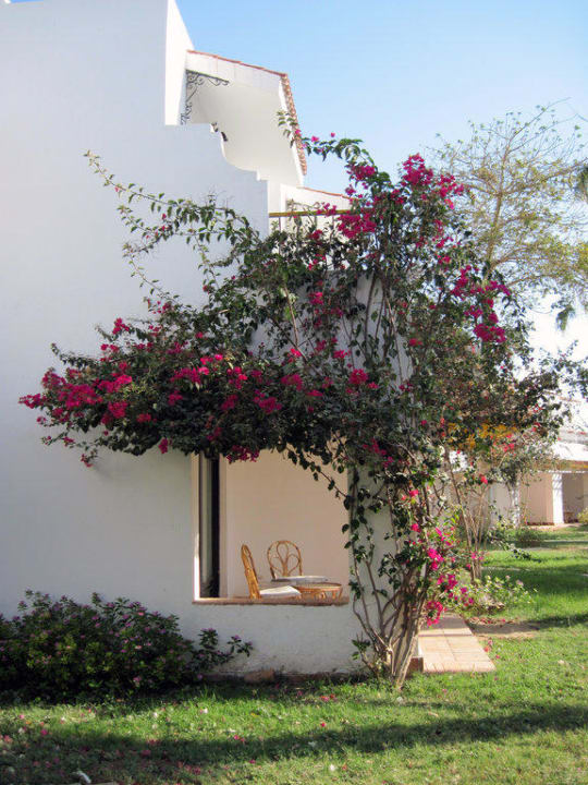 Roter Blütenzauber Lotus Bay Beach Resort