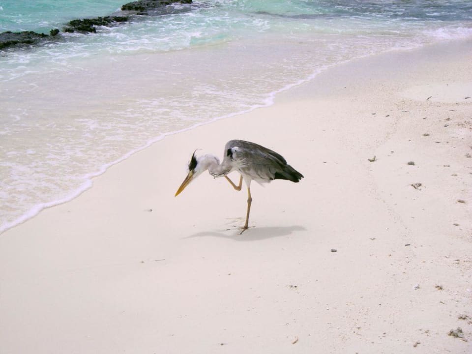 Reiher putzt sich Summer Island Maldives