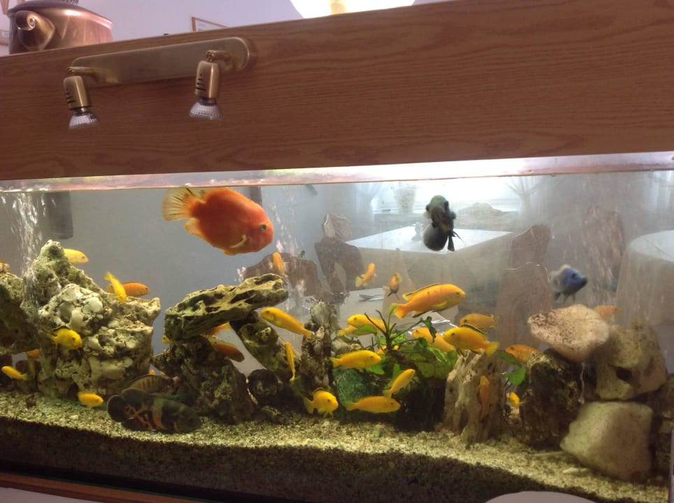 Hinter dem Aquarium einige Tische, davor die Rez   Hotel Helenenhof