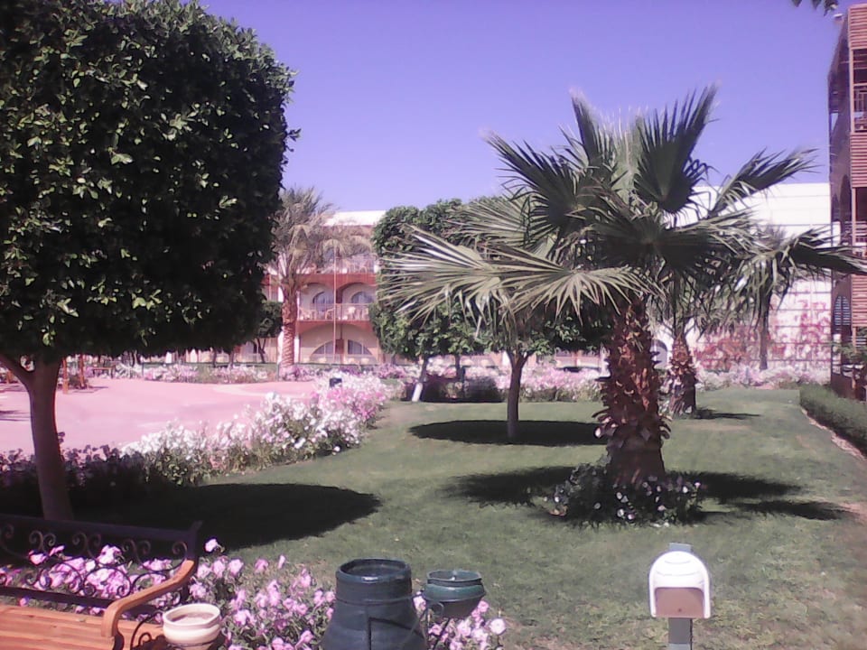 Gartenanlage Desert Rose