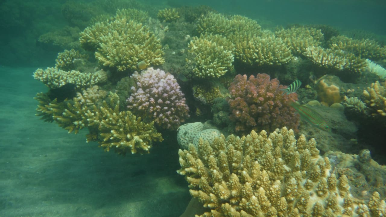 Sport & Freizeit Shams Alam Beach Resort