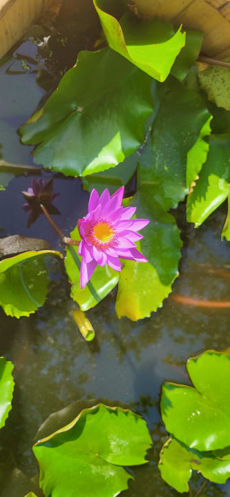 Gartenanlage Centara Ras Fushi Resort & Spa Maldives