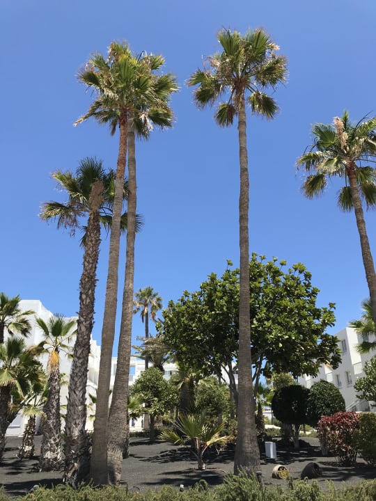 Gartenanlage Sentido Aequora Lanzarote Suite