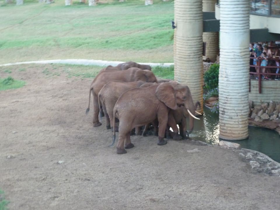 Elefantenfamilie zu Besuch am Wasserloch Taita Hills Safari Resort & Spa