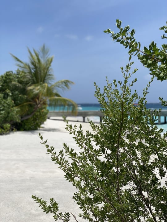 Strand Dhigali Maldives