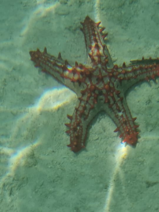 Strand Hotel Riu Jambo