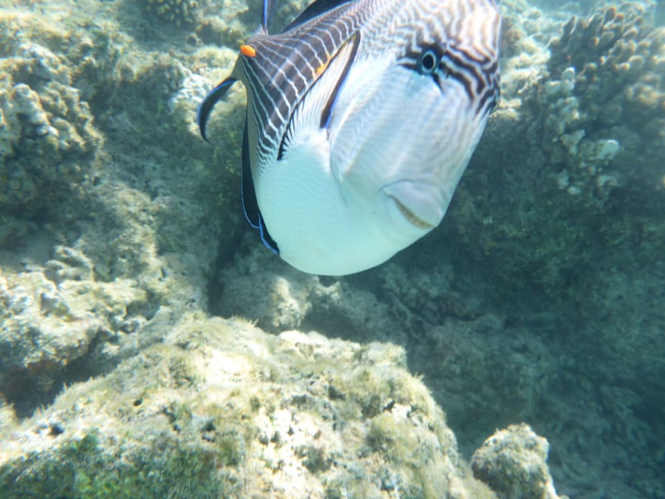 Strand Fantazia Resort Marsa Alam