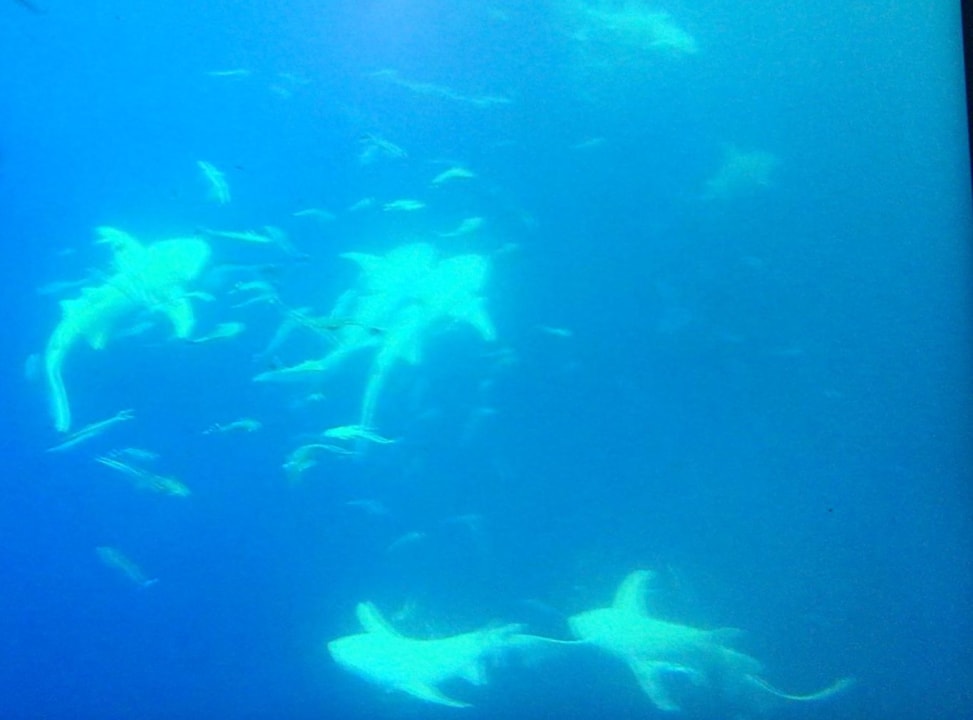 Sport & Freizeit NH Collection Maldives Havodda Resort