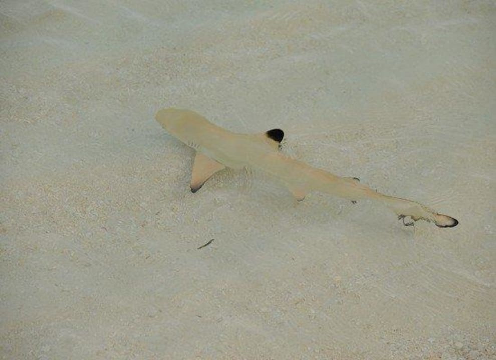 Baby Shark Sun Siyam Vilu Reef